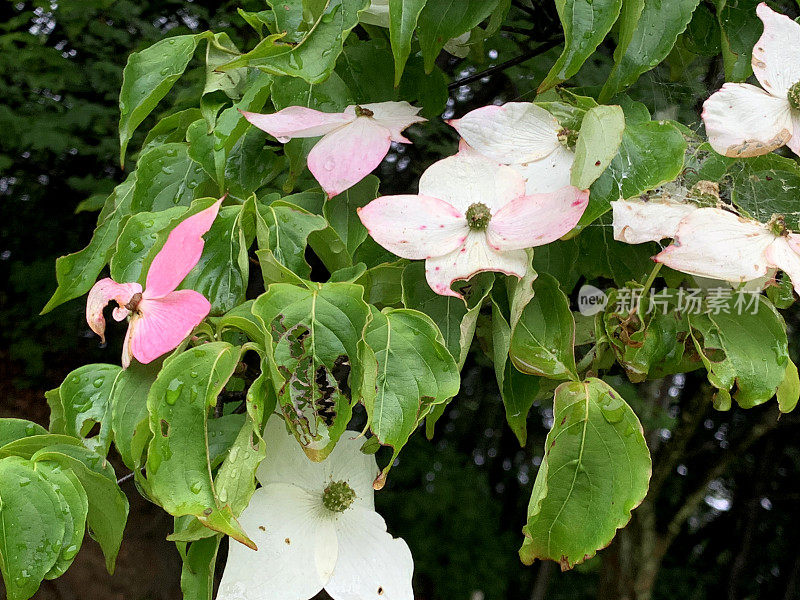 山茱萸/日本山茱萸:美丽的开花植物